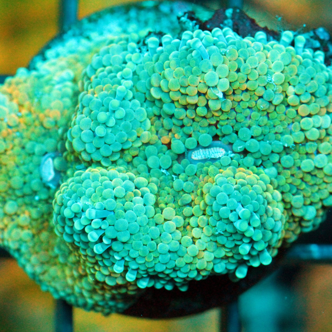 ULTRA RAINBOW MUSHROOM RARE-944