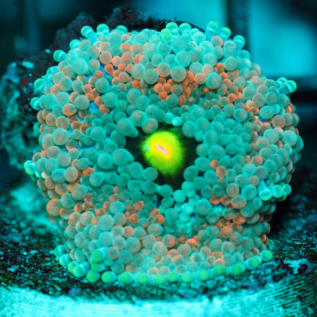 ULTRA RAINBOW MUSHROOM RARE-945