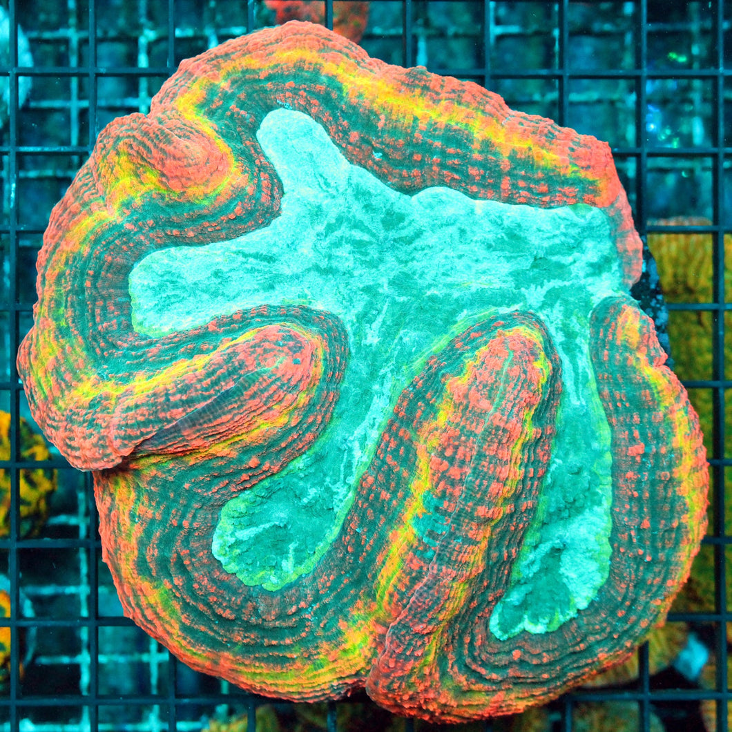 ULTRA RAINBOW LOBO XL-948