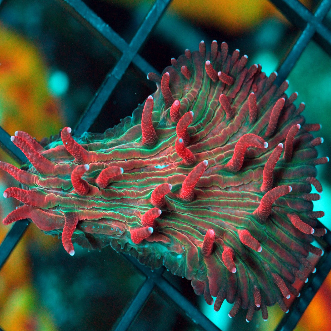 BLEEDING HEART DIASERIS PLATE-950