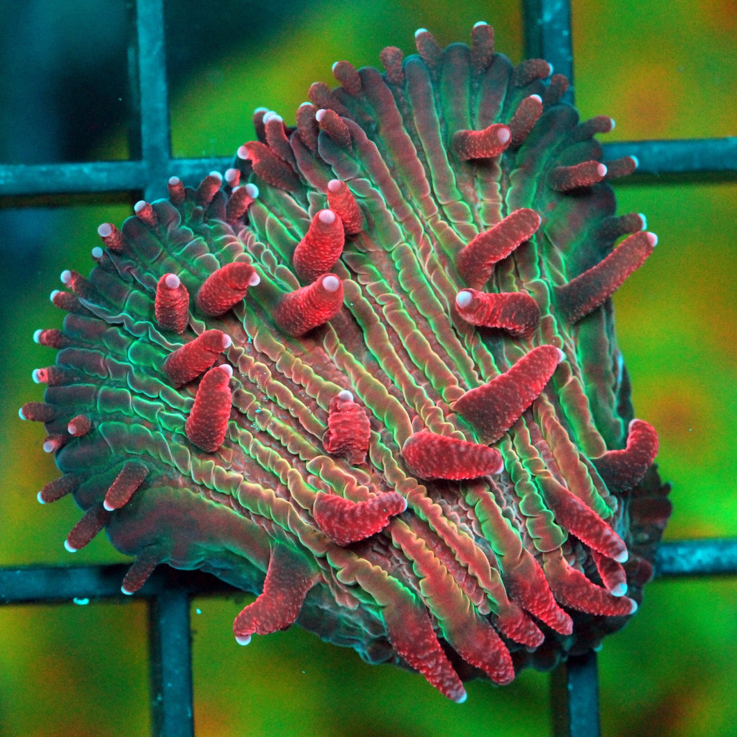 BLEEDING HEART DIASERIS PLATE-951