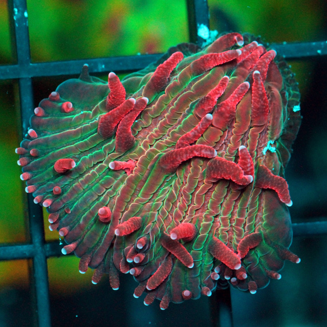 BLEEDING HEART DIASERIS PLATE-952