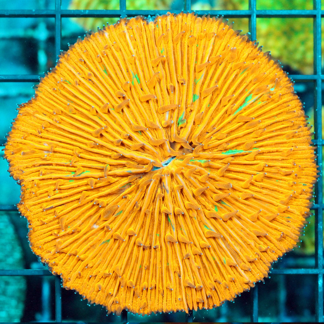 GREEN SPLATTER ORANGE FUNGIA-954