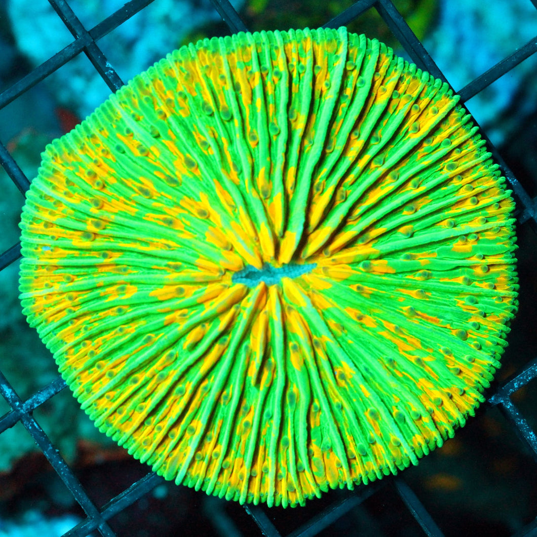 MASTER FUNGIA SUPER BRIGHT-959