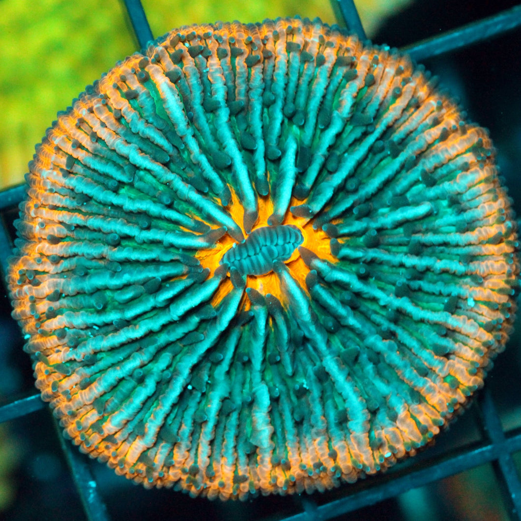 RAINBOW ORANGE FUNGIA-960