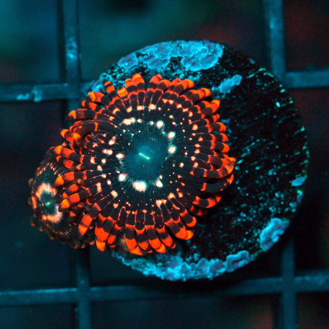 UTTER CHAOS ZOAS-961