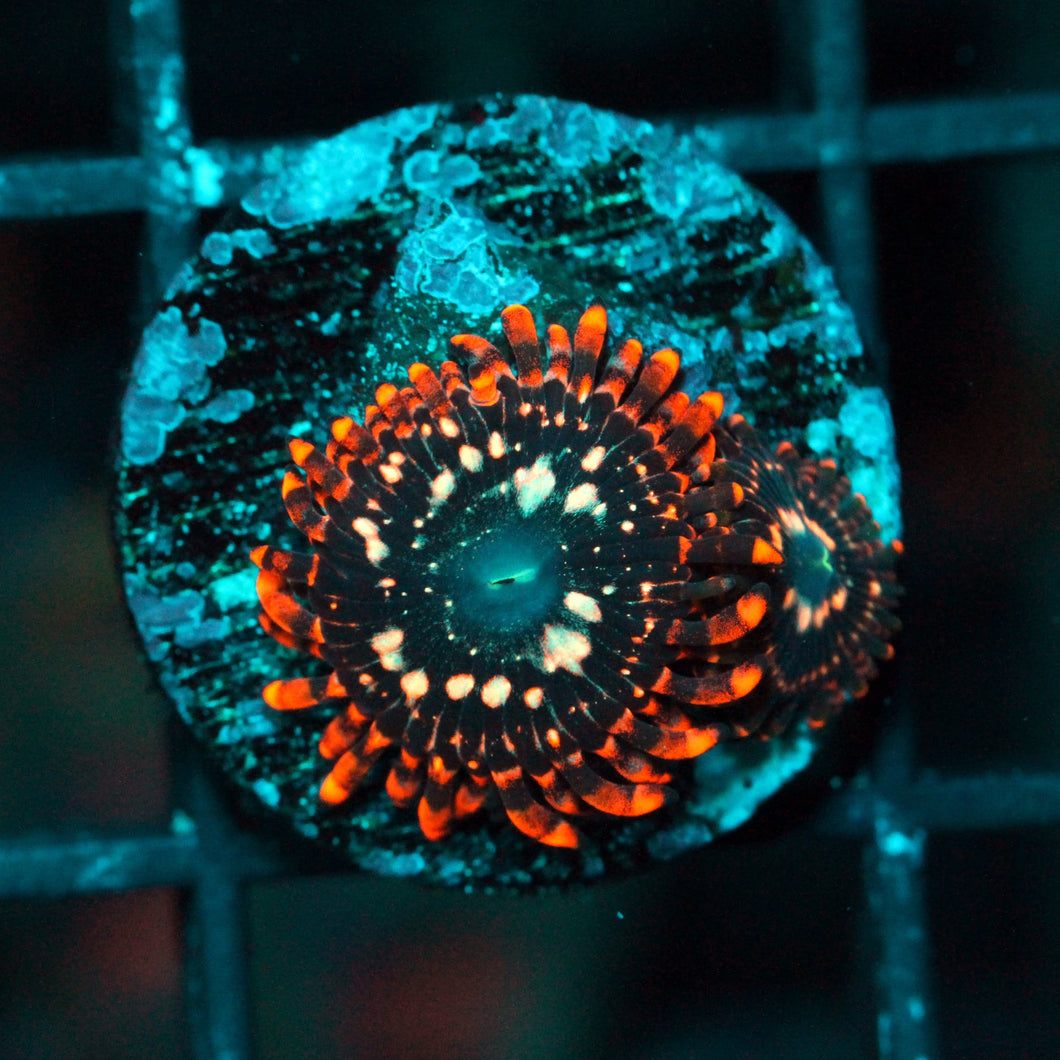 UTTER CHAOS ZOAS-962