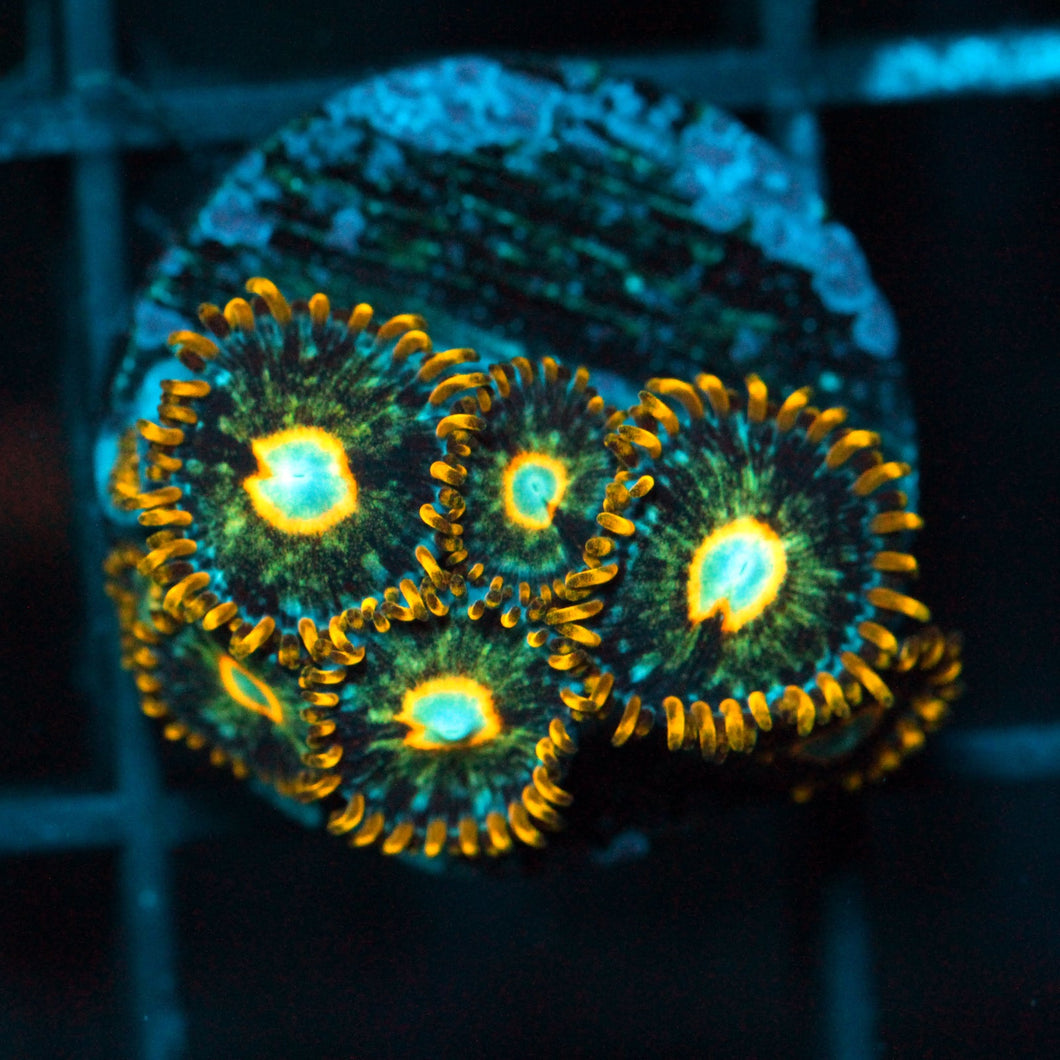MURDER HORNETS ZOAS-963