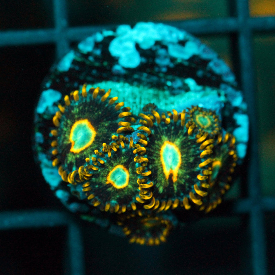 MURDER HORNETS ZOAS-964