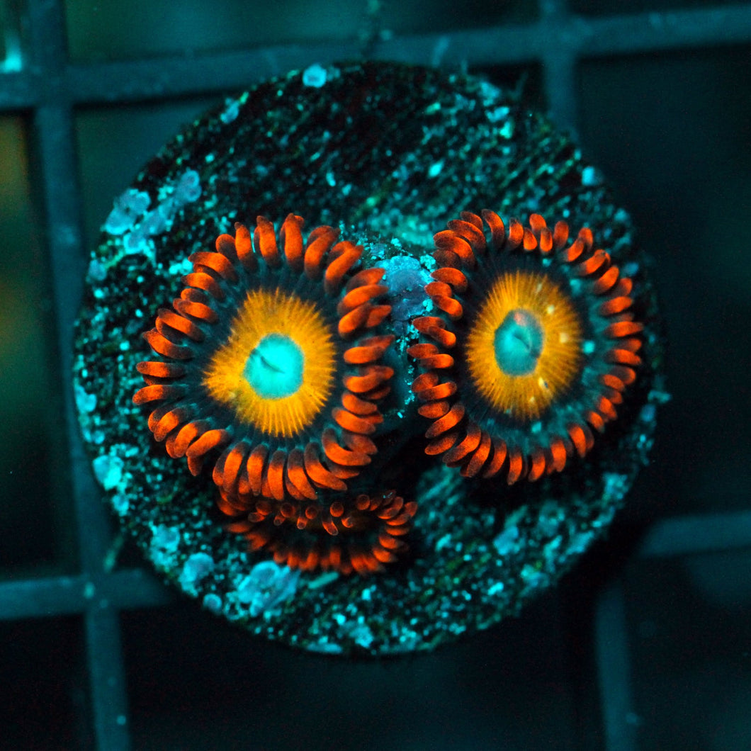 BLONDIE BLUE EYES ZOAS-965