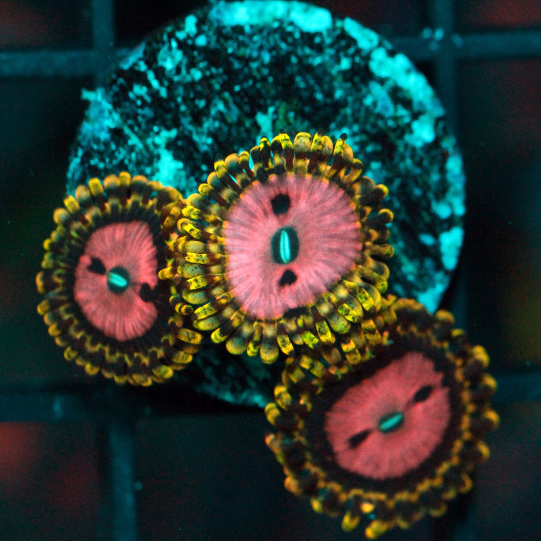 PINK DIAMOND ZOAS-966