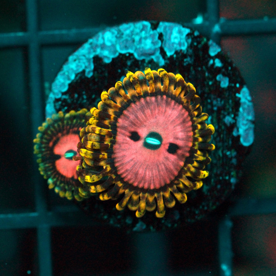 PINK DIAMOND ZOAS-967