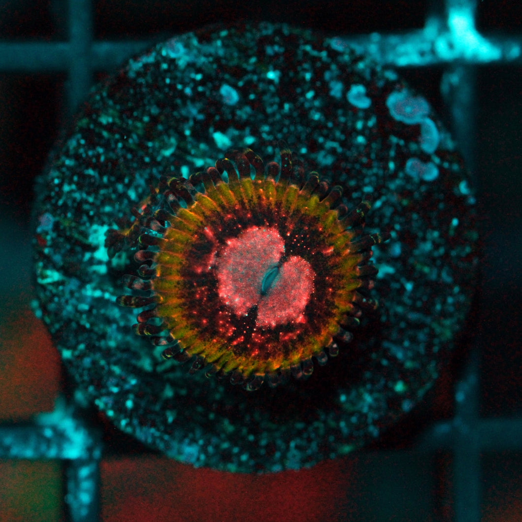 SCARLET WITCH ZOAS-968