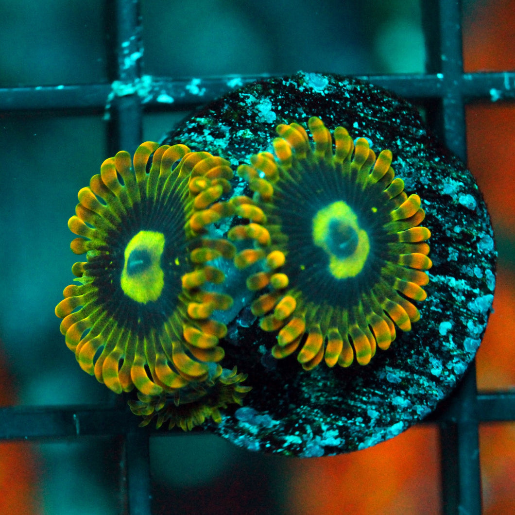 RAINBOW YODA ZOAS-970