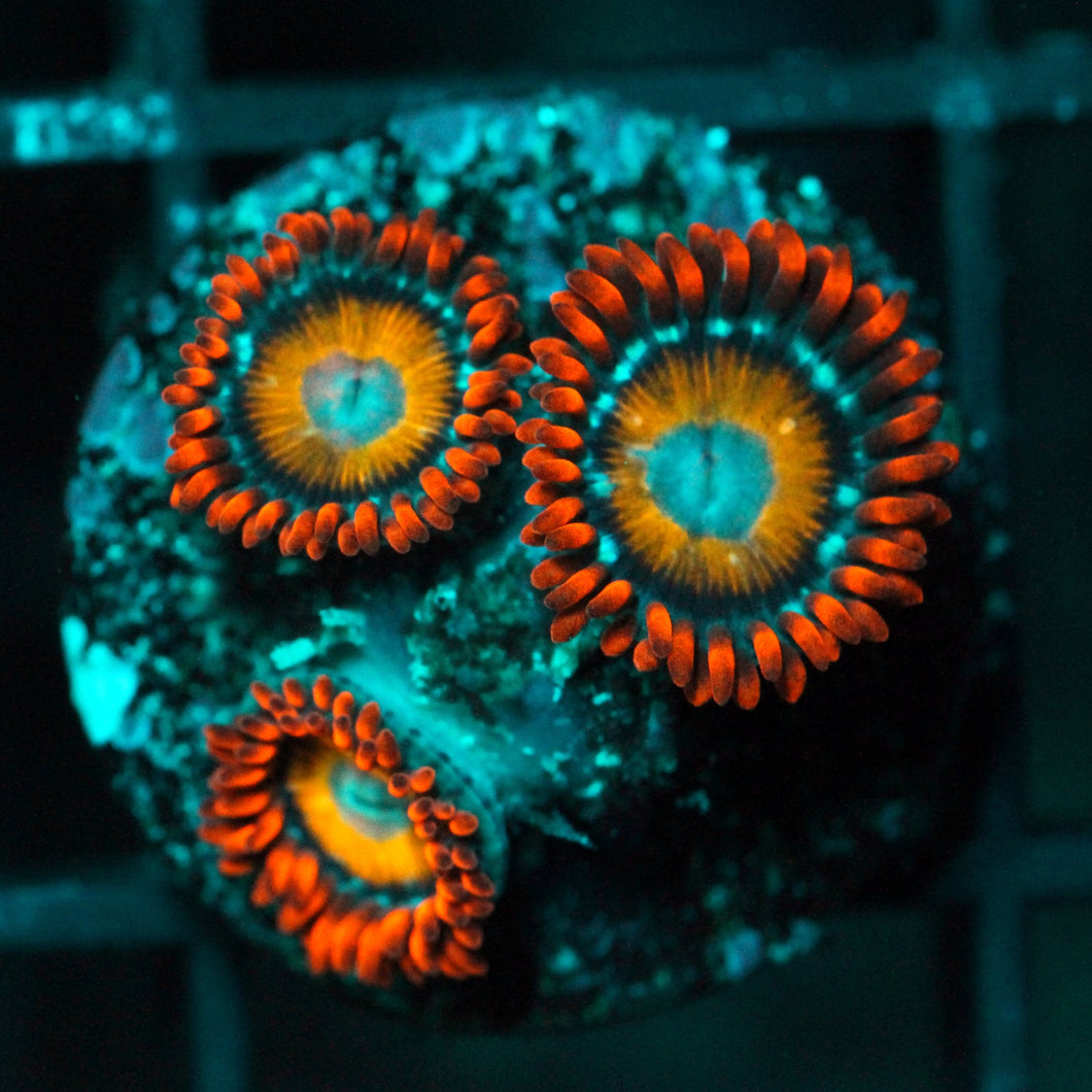 BLONDIE BLUE EYES ZOAS-976