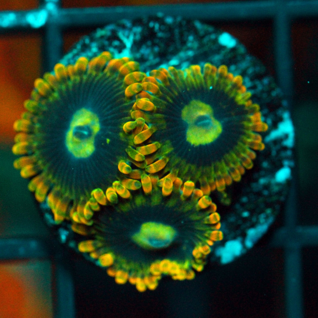 RAINBOW YODA ZOAS-977
