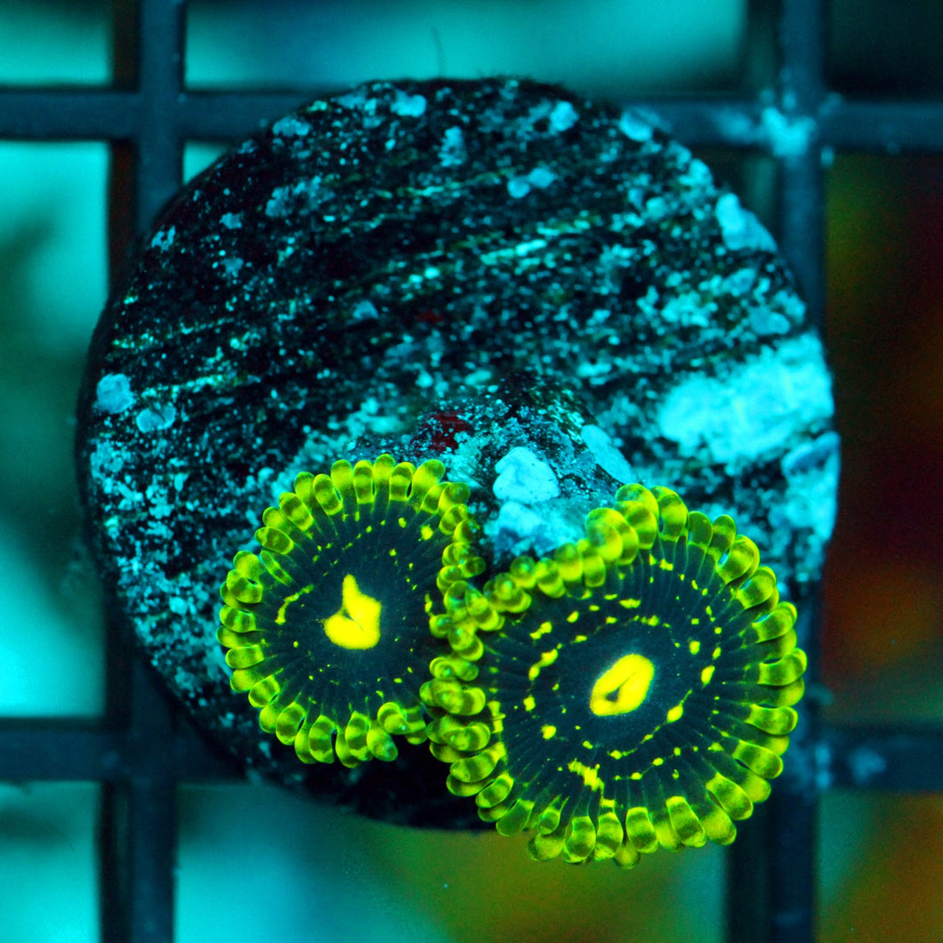 EXOSPHERE ZOAS-978