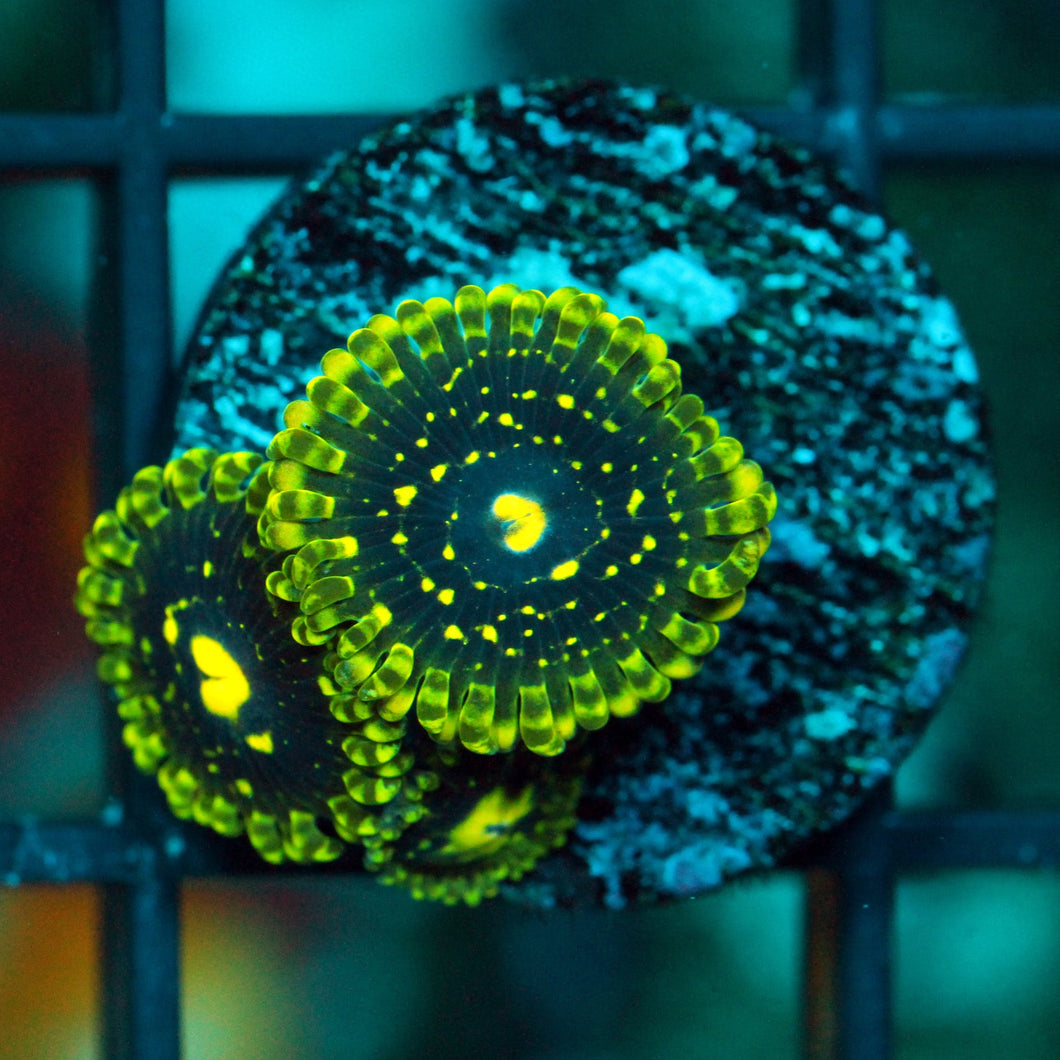 EXOSPHERE ZOAS-979