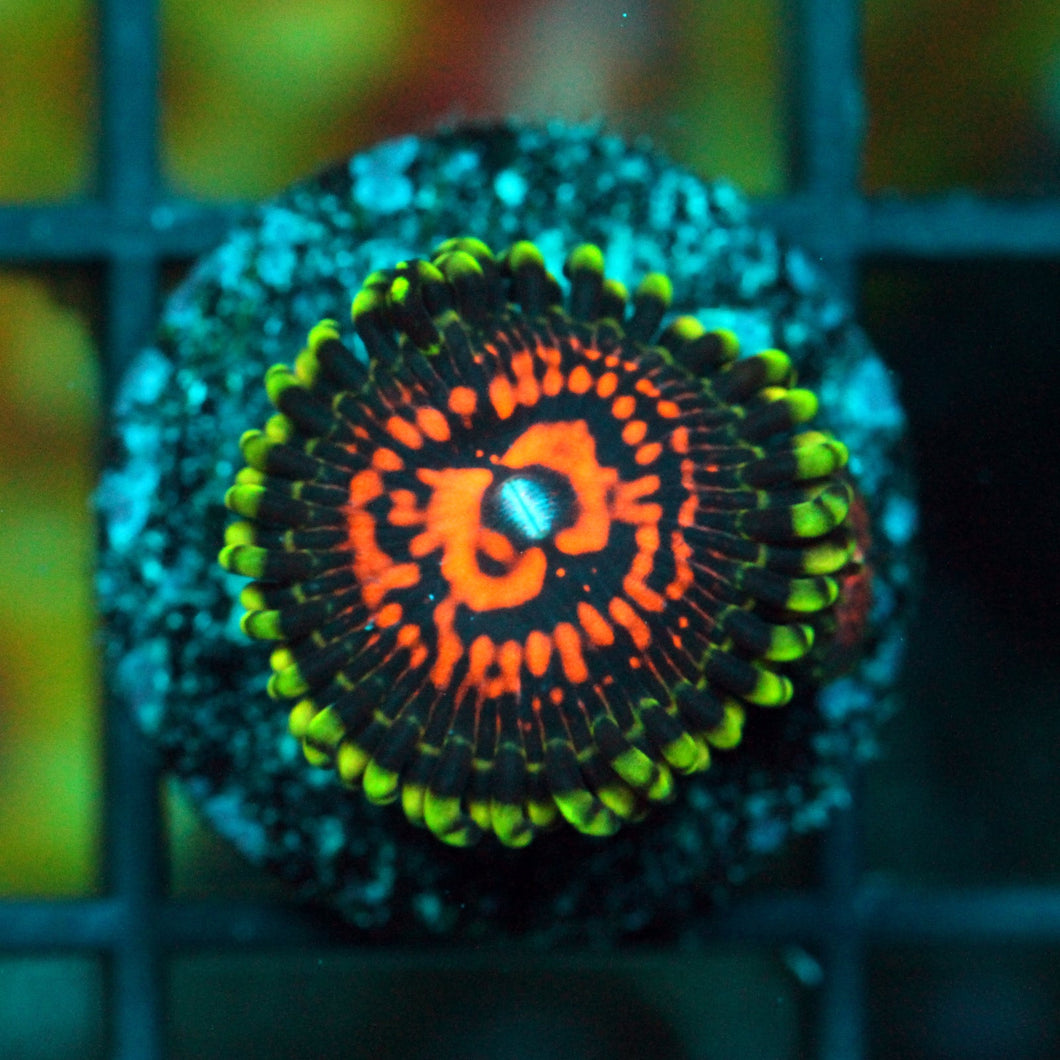 REVERSE HALLUCINATION ZOAS-980