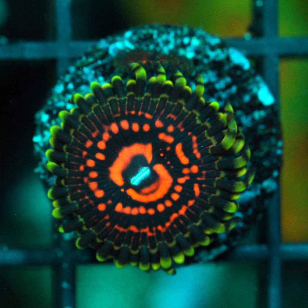 REVERSE HALLUCINATION ZOAS-981