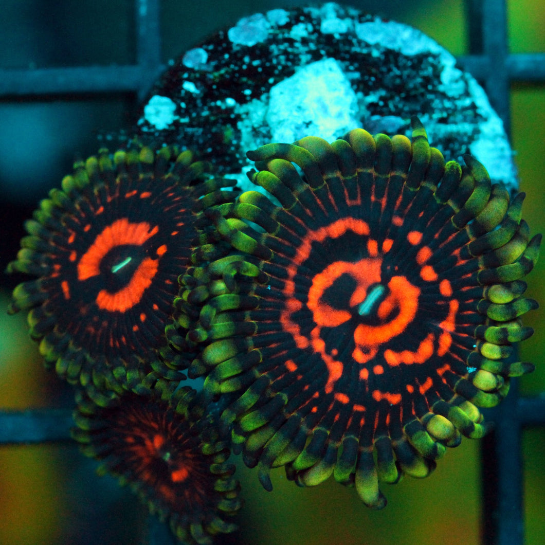 REVERSE HALLUCINATION ZOAS-982