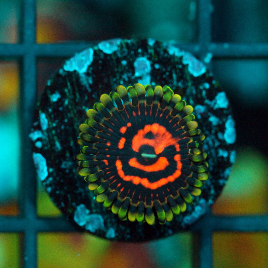 REVERSE HALLUCINATION ZOAS-983
