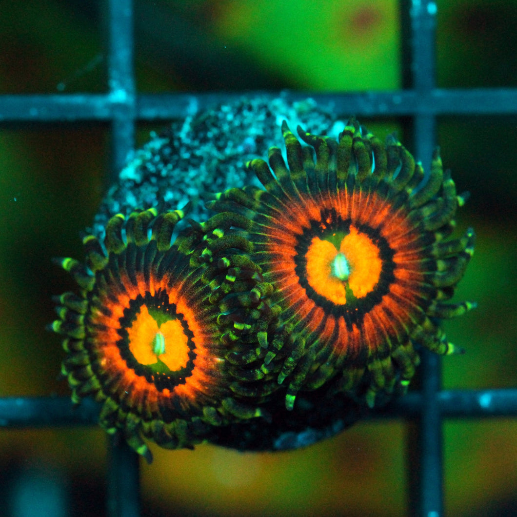 RAINBOW INCINERATOR ZOAS-984