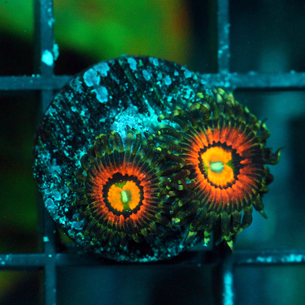 RAINBOW INCINERATOR ZOAS-985