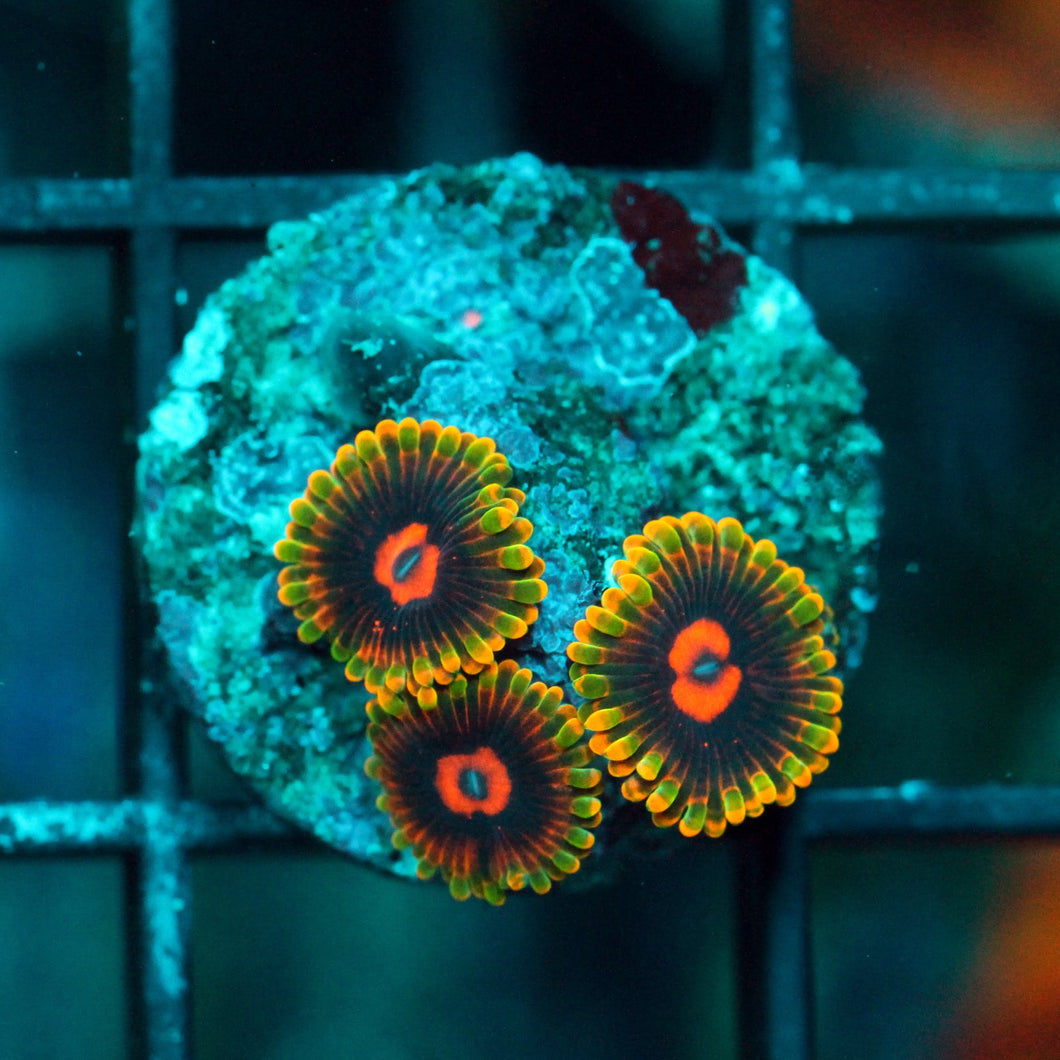 MINDTRICK ZOAS-986