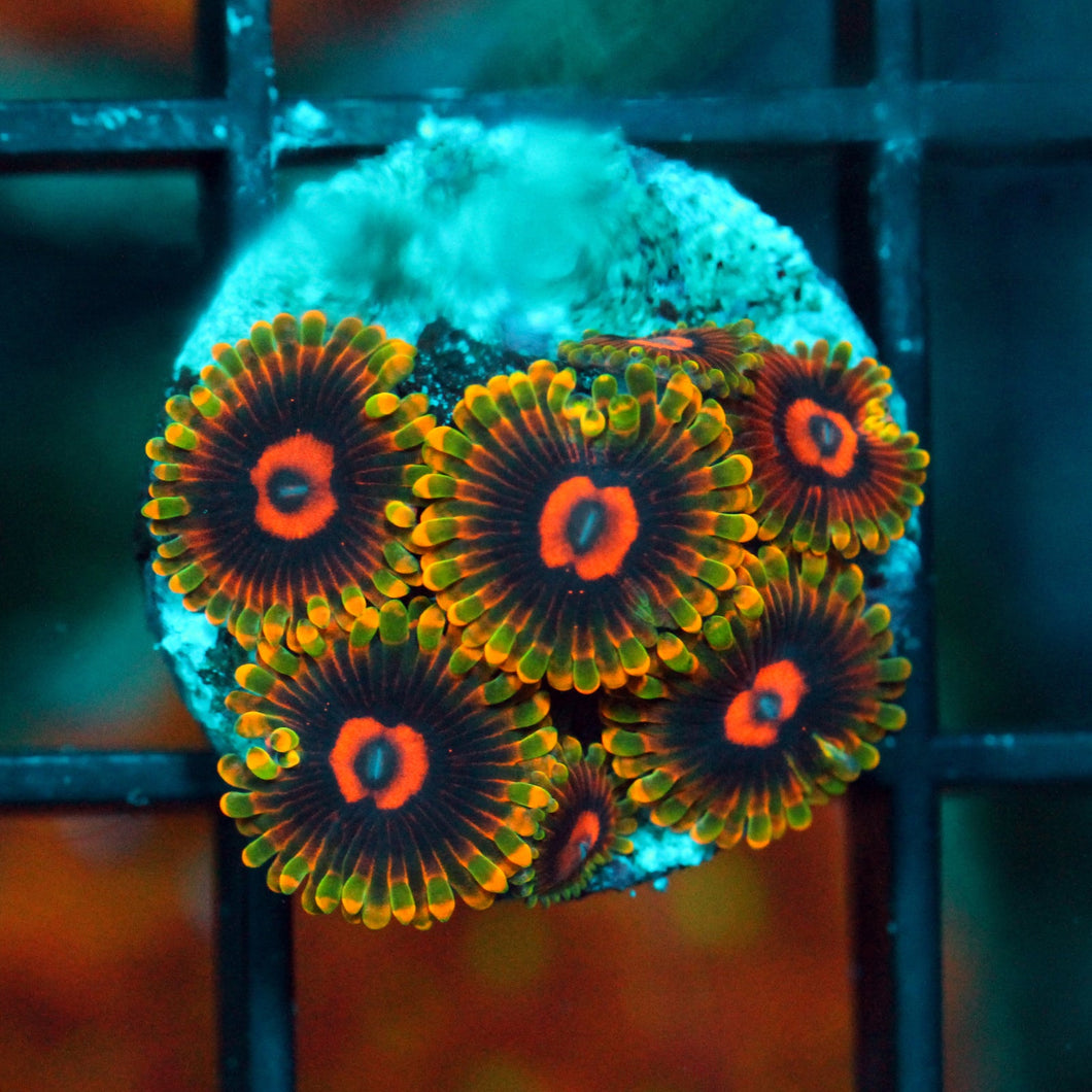 MINDTRICK ZOAS-987