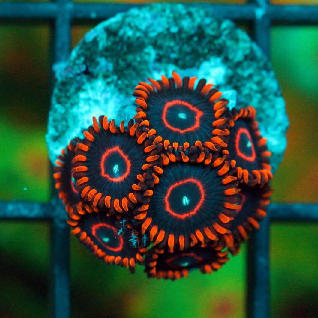 RED HORNETS ZOAS-988