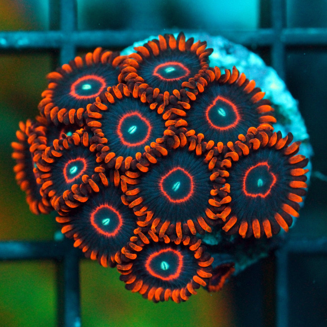 RED HORNETS ZOAS-989