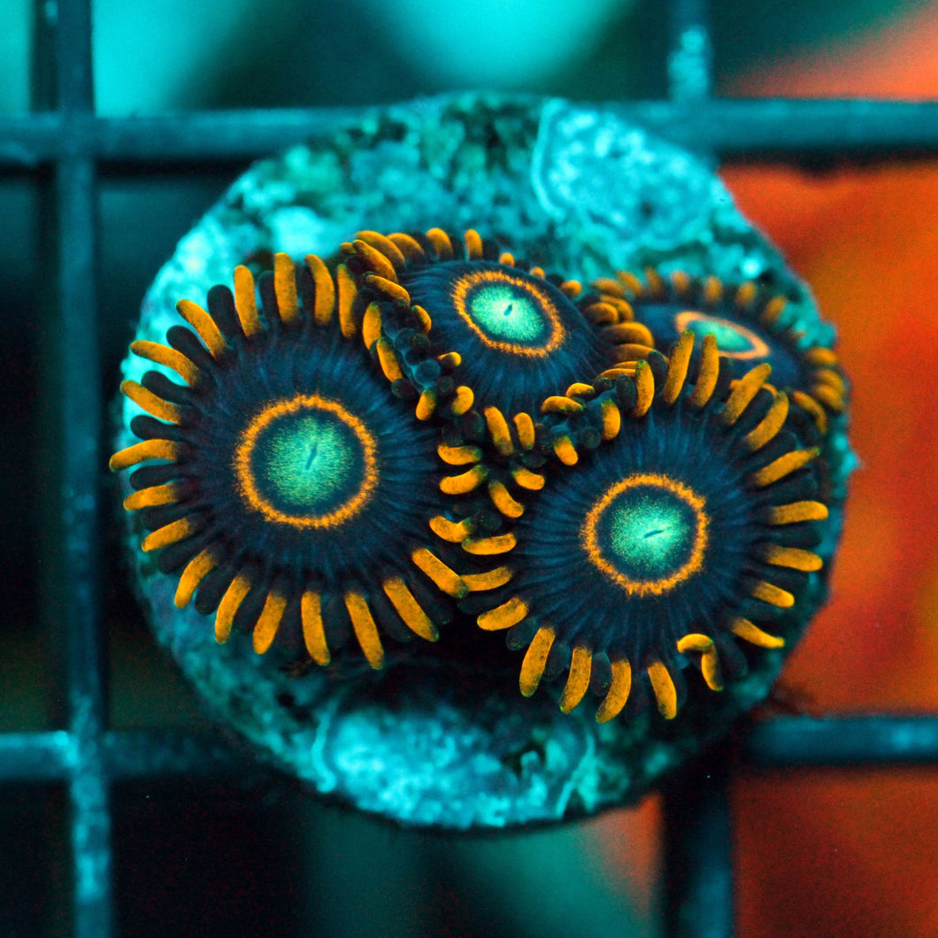 BLUE HORNETS ZOAS-990