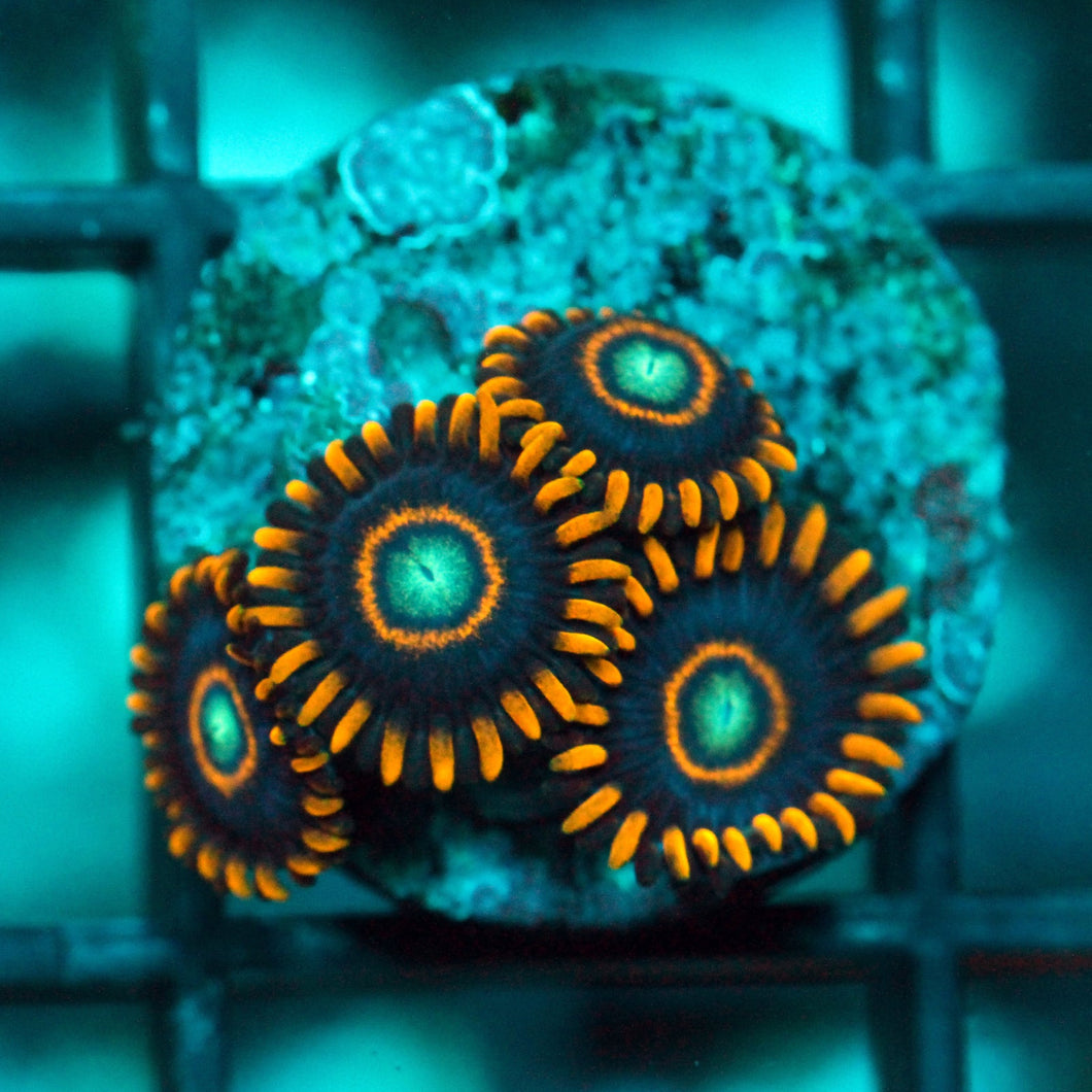 BLUE HORNETS ZOAS-991
