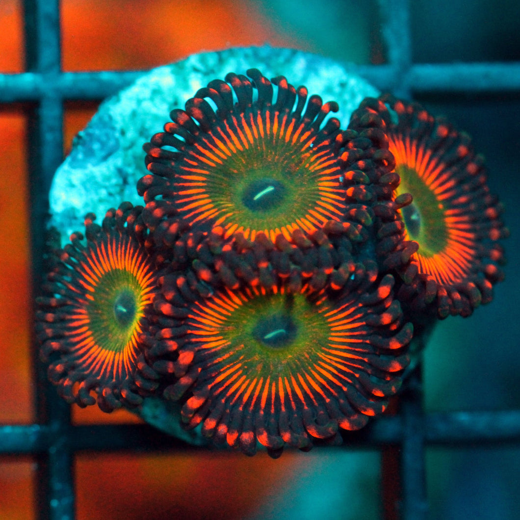 BOWSERS ZOAS-992