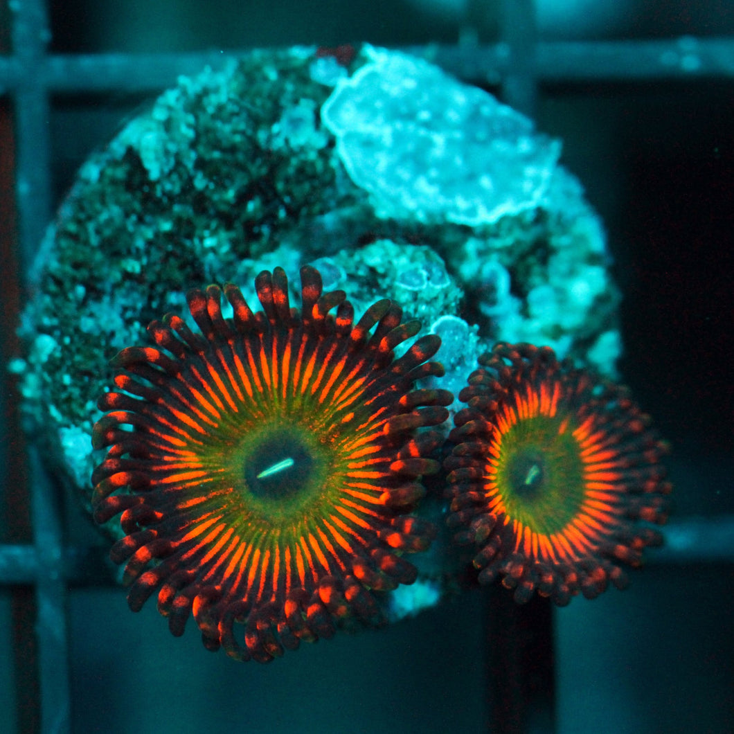 BOWSERS ZOAS-993
