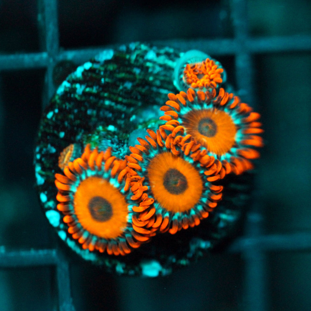 ALICE IN WONDERLAND ZOAS-994