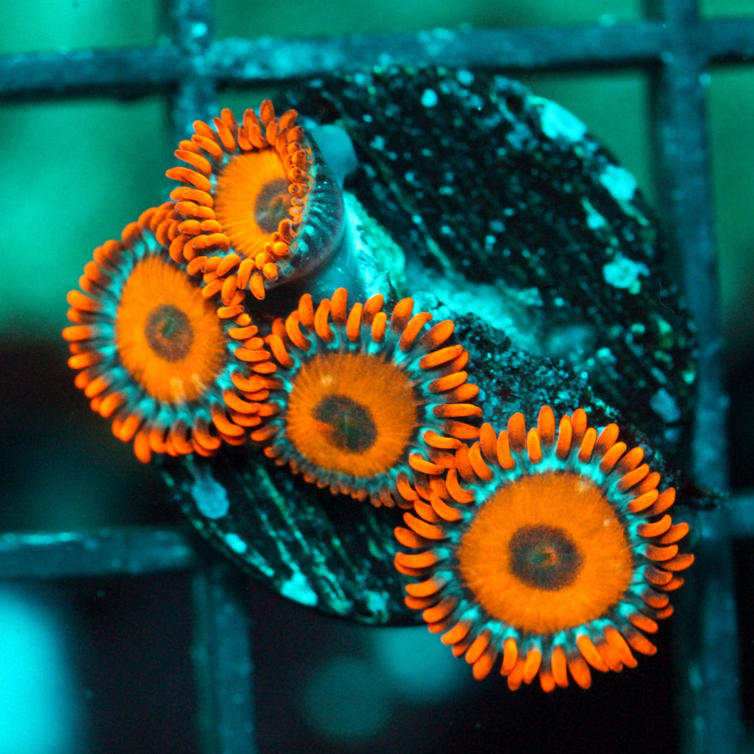 ALICE IN WONDERLAND ZOAS-995