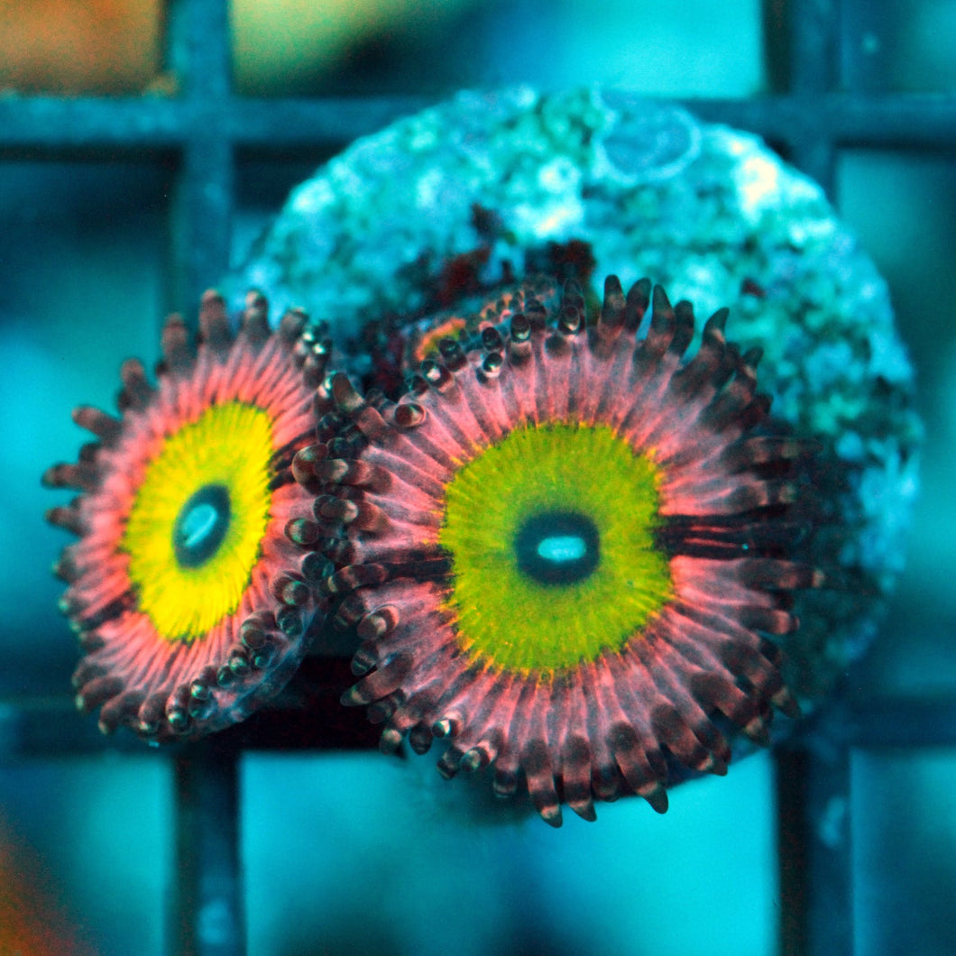 PINK HIPPOS ZOAS-996
