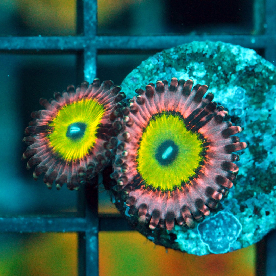 PINK HIPPOS ZOAS-997