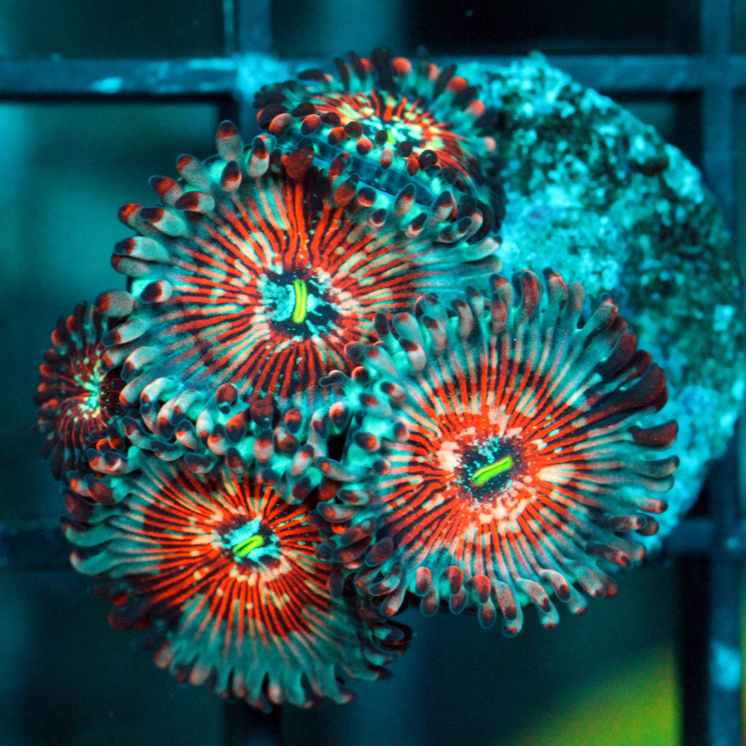 WHITE ZOMBIES ZOAS-998