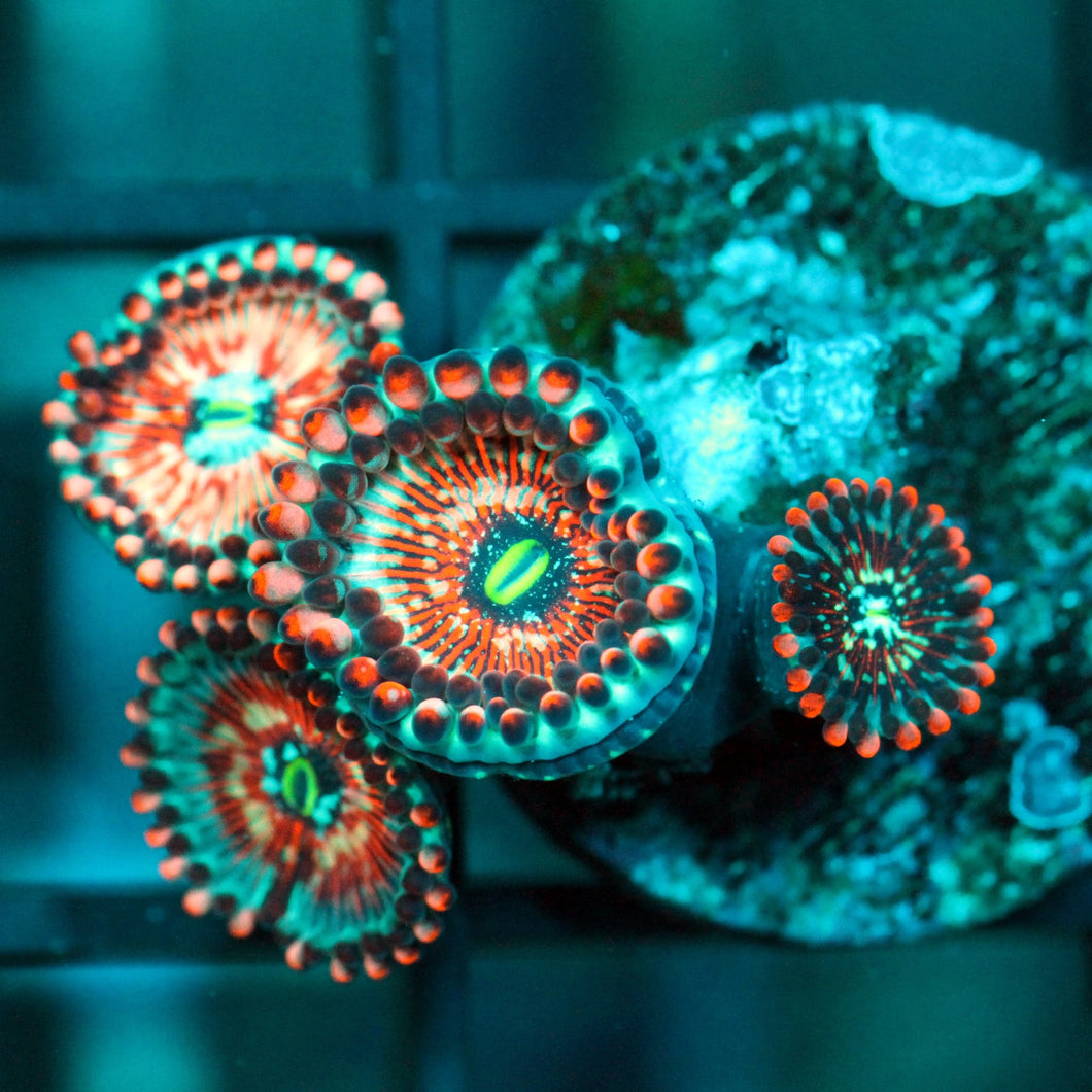 WHITE ZOMBIES ZOAS-999