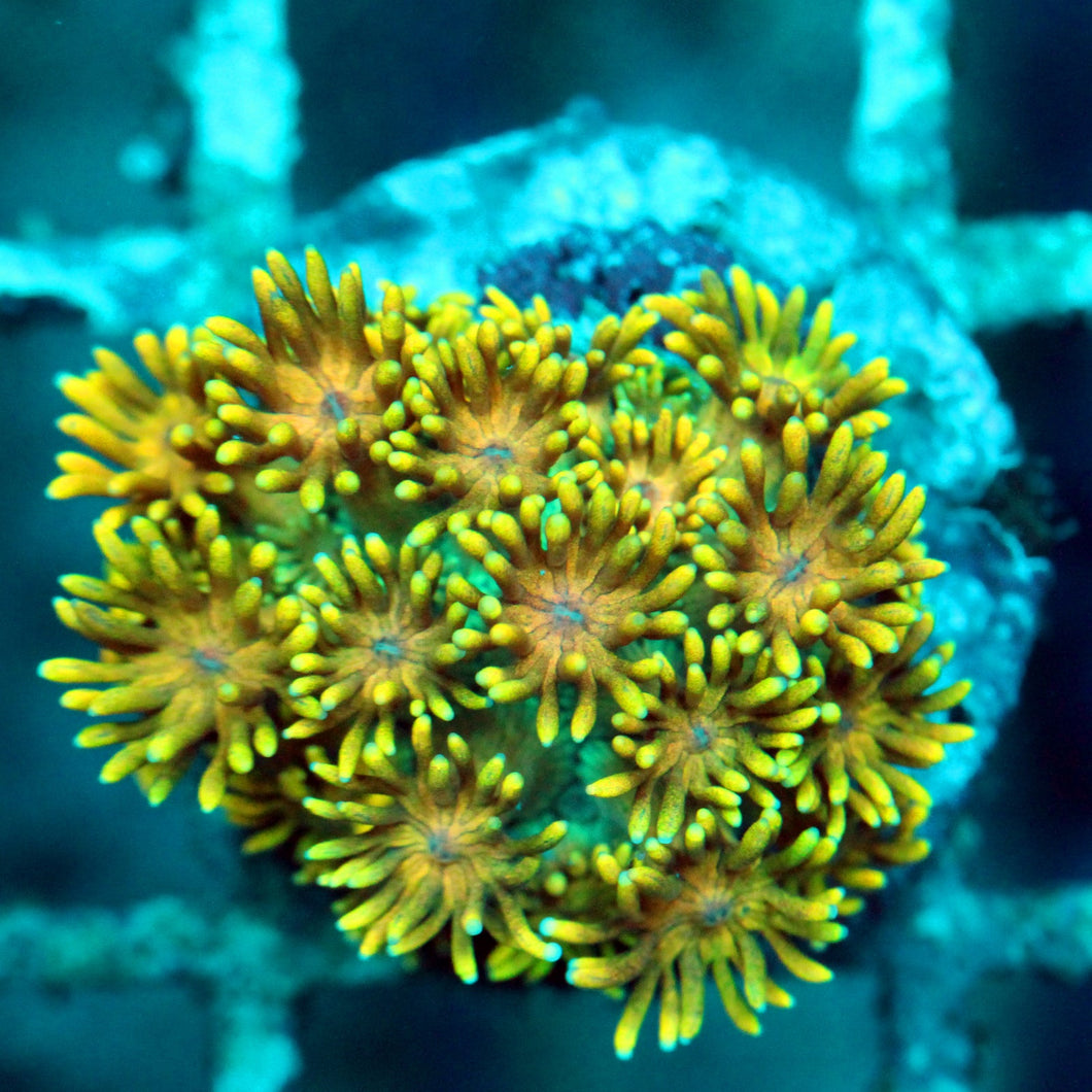 FIRE GARDEN GONI-012