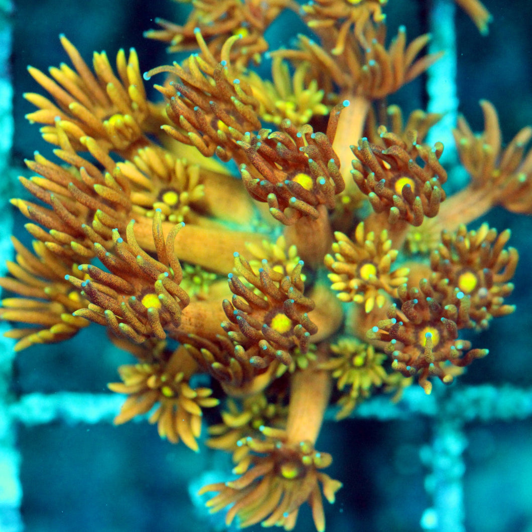 TUTTI FRUITI GONI-014