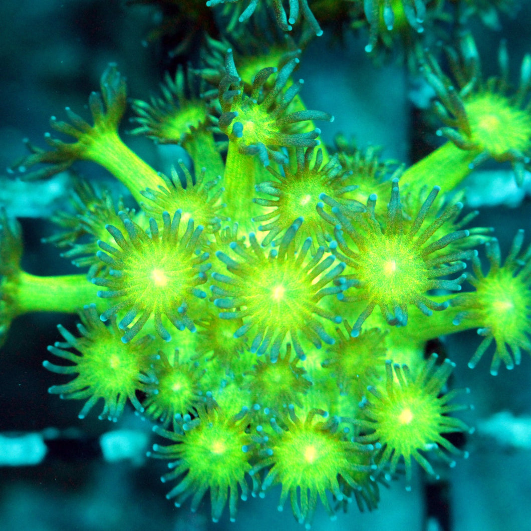 GLIITTER FACE GONI-015