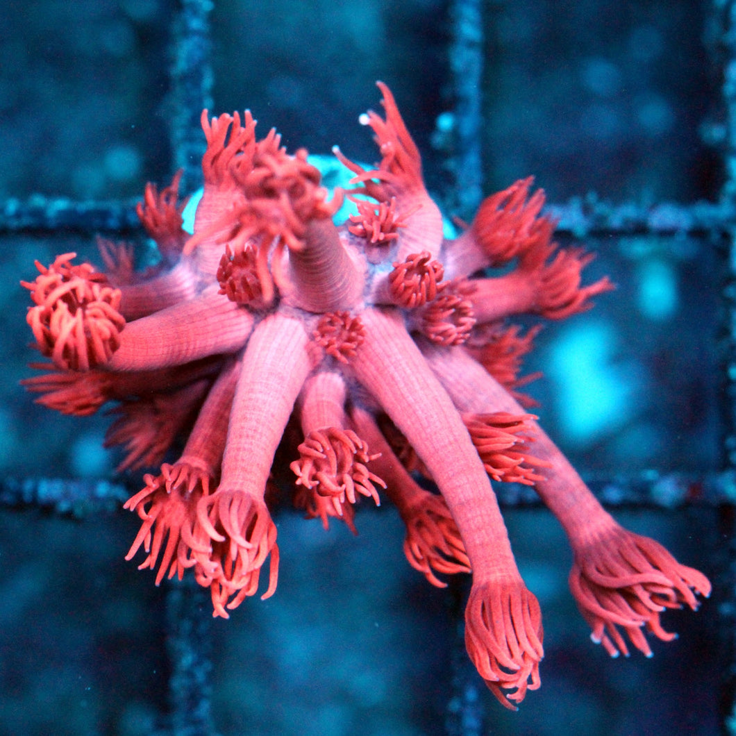 PINK PANTHER GONI-017