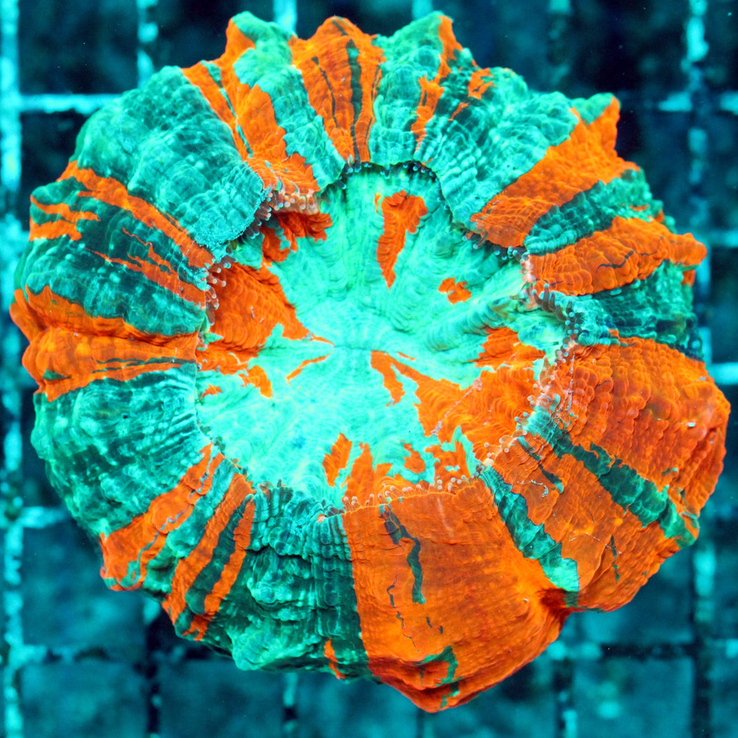 ACANTHO MEAT CORAL-019