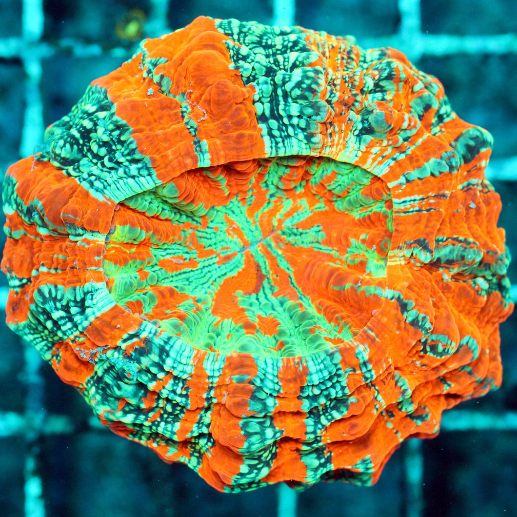 ACANTHO MEAT CORAL-020