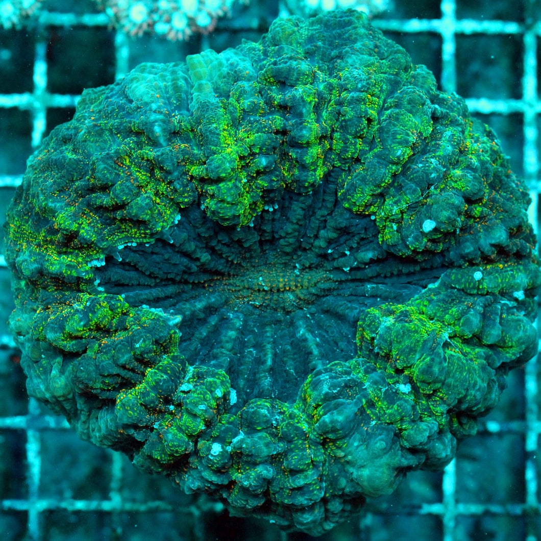 ACANTHO MEAT CORAL-021