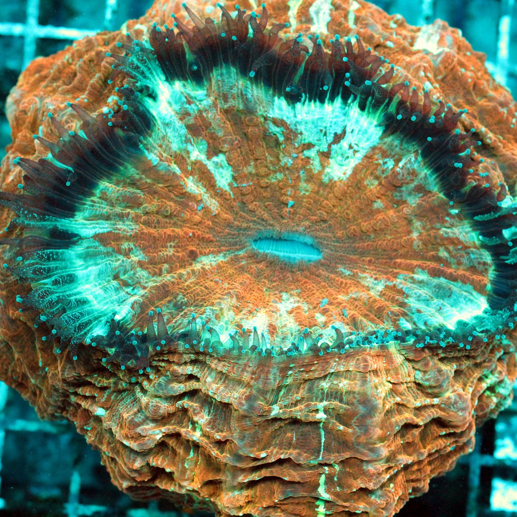 ACANTHO MEAT CORAL-022